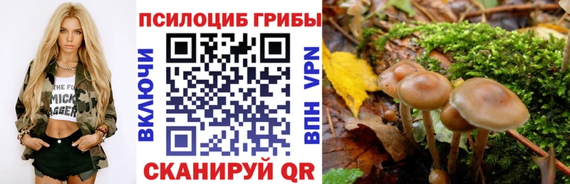 Псилоцибиновые грибы Cubensis  мега как войти  Серов 